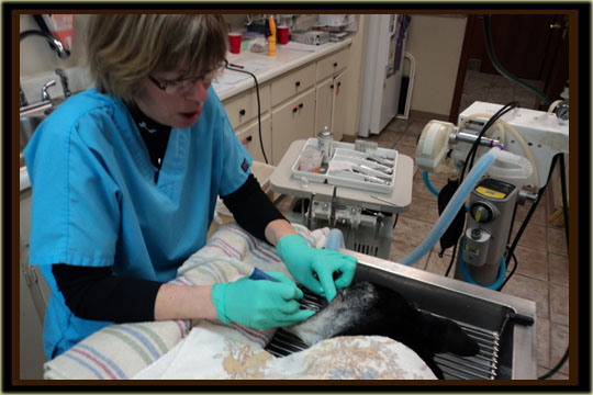 services_dental.jpg