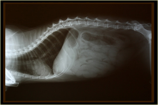 services_xray.jpg